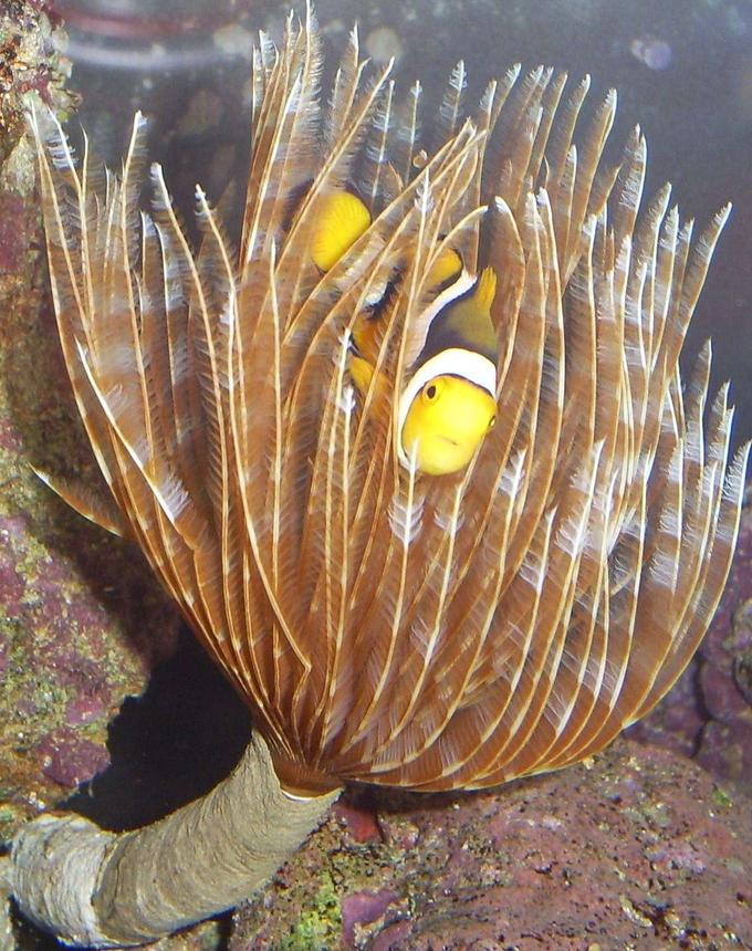 corals inverts - sabellastarte sp. - hawaiian feather duster stocking in 110 gallons tank - Hawaiian Feather Duster