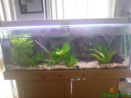 planted tank (mostly live plants and fish) - this is what my fish tank looks like  now