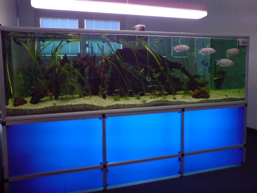 Rated #69: 237 Gallons Freshwater Fish Tank - fishtank in a company!!