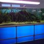 237 gallons freshwater fish tank (mostly fish and non-living decorations) - fishtank in a company!!