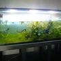 173 gallons planted tank (mostly live plants and fish) - 1 month after planting and hair grass setoyed by poor fish selection