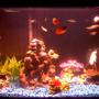 29 gallons freshwater fish tank (mostly fish and non-living decorations) - freshwater tank with live plants and other non-living decorations