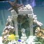 75 gallons saltwater fish tank (mostly fish, little/no live coral) - mid 75g