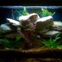29 gallons freshwater fish tank (mostly fish and non-living decorations) - This is my 29 gal ciclid tank.