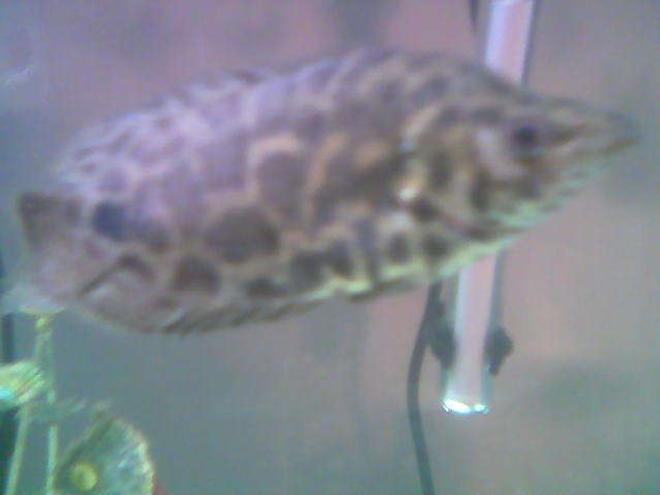 freshwater fish - ctenopoma acutirostre - leopard ctenopoma stocking in 75 gallons tank - climbing perch