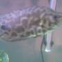 freshwater fish - ctenopoma acutirostre - leopard ctenopoma stocking in 75 gallons tank - climbing perch