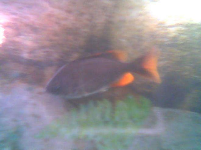 freshwater fish - copadichromis borleyi - yellowfin borleyi cichlid stocking in 75 gallons tank - WhoDey2