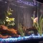 29 gallons freshwater fish tank (mostly fish and non-living decorations) - FISH