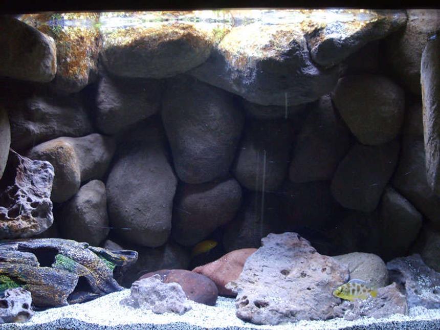 Rated #33: 20 Gallons Freshwater Fish Tank - Lake Malawi Mbuna Tank