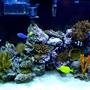 90 gallons reef tank (mostly live coral and fish) - Still trying to get a good picture to show all the colors.