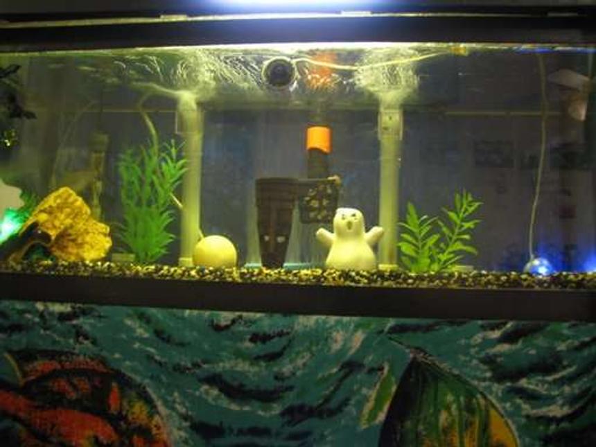 Rated #4221: 10 Gallons Freshwater Fish Tank - OCTOBER 07