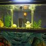 10 gallons freshwater fish tank (mostly fish and non-living decorations) - OCTOBER 07