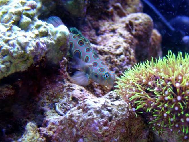saltwater fish - synchiropus picturatus - spotted mandarin stocking in 46 gallons tank - Foxy Cleopatra (Foxy) my Spotted Mandarin