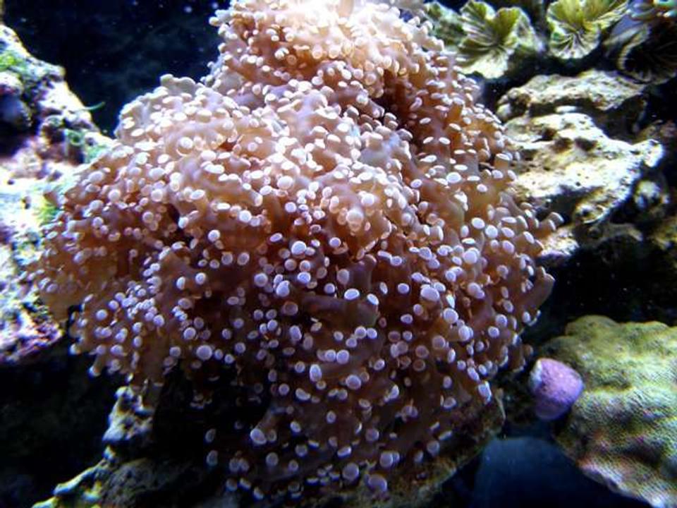 corals inverts - euphyllia paradivisa - frogspawn coral stocking in 46 gallons tank - Red Frogspawn...