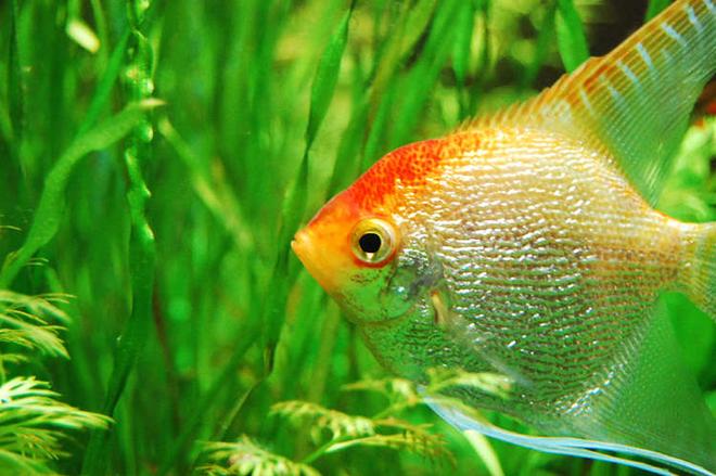 freshwater fish - pterophyllum sp. stocking in 75 gallons tank - Angelfish