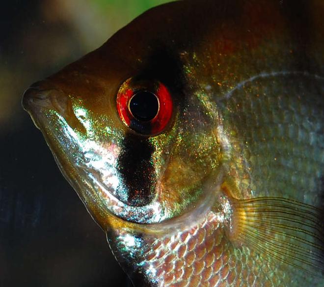 freshwater fish - pterophyllum sp. stocking in 75 gallons tank - Angelfish