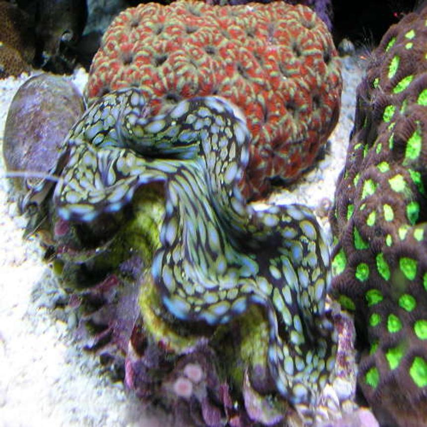 Rated #11: Corals Inverts - Tridacna Squamosa - Squamosa Clam Stocking In 180 Gallons Tank - my fav clam is about 6" now.