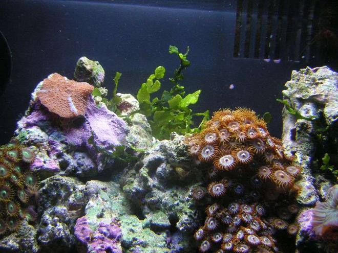 corals inverts - rhodactis inchoata - bullseye mushroom, purple stocking in 8 gallons tank - close up of some coral