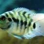 freshwater fish - archocentrus nigrofasciatus - convict cichlid stocking in 20 gallons tank - Convict Cichlid