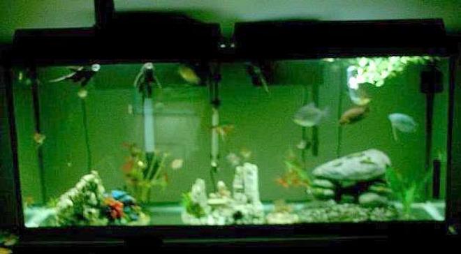 75 gallons freshwater fish tank (mostly fish and non-living decorations) - 55g freesh it's all about the fish