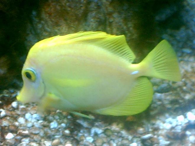 saltwater fish - zebrasoma flavescens - yellow tang - hawaii stocking in 75 gallons tank - yellow tang