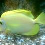 saltwater fish - zebrasoma flavescens - yellow tang - hawaii stocking in 75 gallons tank - yellow tang