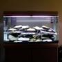 60 gallons freshwater fish tank (mostly fish and non-living decorations) - 60 Gallon Cichlid Tank