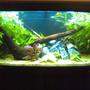 55 gallons planted tank (mostly live plants and fish) - New tank