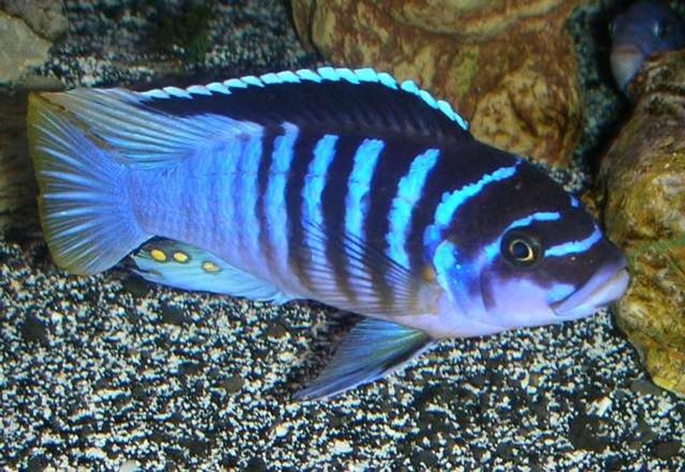 freshwater fish - metriaclima sp. - chilumba zebra stocking in 180 gallons tank - Metriaclima sp. zebra 'chilumba'