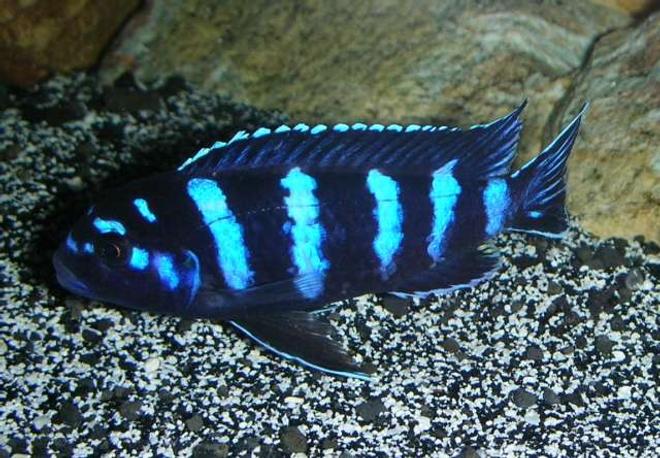 freshwater fish - pseudotropheus demasoni - demasoni cichlid stocking in 180 gallons tank - Pseudotropheus demasoni