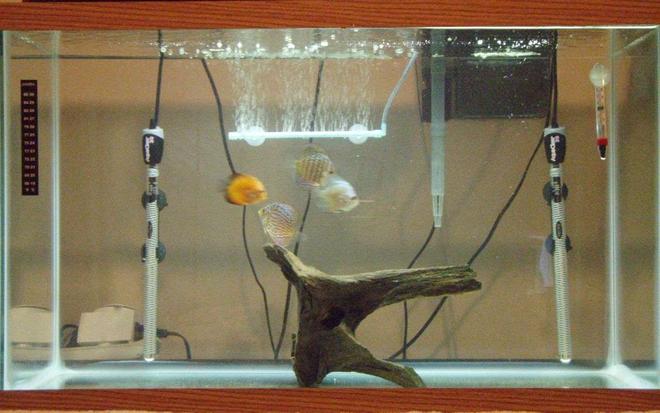 29 gallons freshwater fish tank (mostly fish and non-living decorations) - I'm in the process of relocating. I have to move two times. So I'm keeping my fish in a 29 gal tank with out any gravel. This is much easer to move than my 75 gal tank with about 200 lbs of rock.