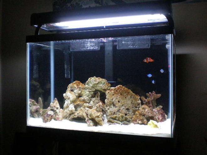 saltwater fish - amphiprion ocellaris - ocellaris clownfish stocking in 20 gallons tank - new lighting I