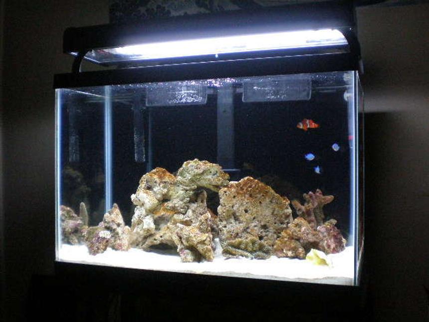 Rated #82: Saltwater Fish - Amphiprion Ocellaris - Ocellaris Clownfish Stocking In 20 Gallons Tank - new lighting I