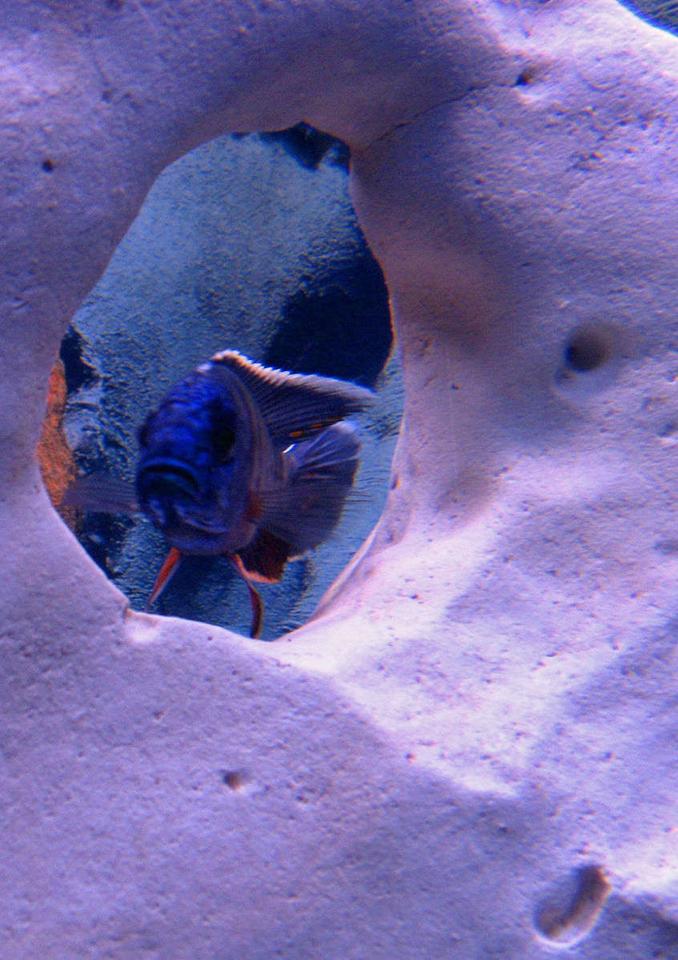 freshwater fish - aulonocara hansbaenschi - red peacock cichlid stocking in 46 gallons tank - Blue Peacock through the limestone