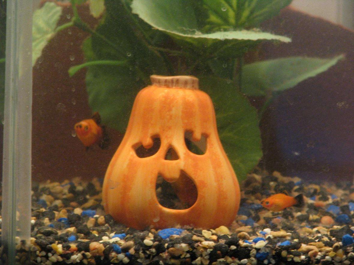 10 gallons freshwater fish tank (mostly fish and non-living decorations) - SMALL TANK