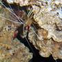 corals inverts - lysmata amboinensis - scarlet skunk cleaner shrimp stocking in 14 gallons tank - cleaner shrimp