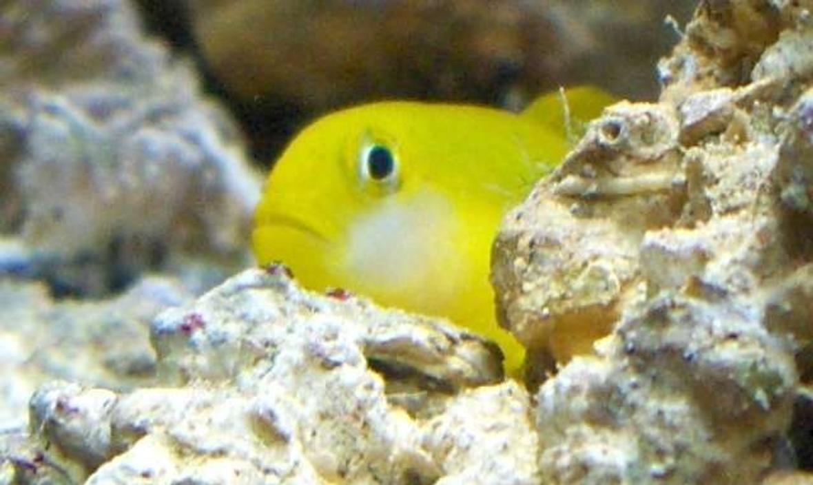 saltwater fish - gobiodon okinawae - clown goby, yellow stocking in 14 gallons tank - yellow clown goby, R.I.P