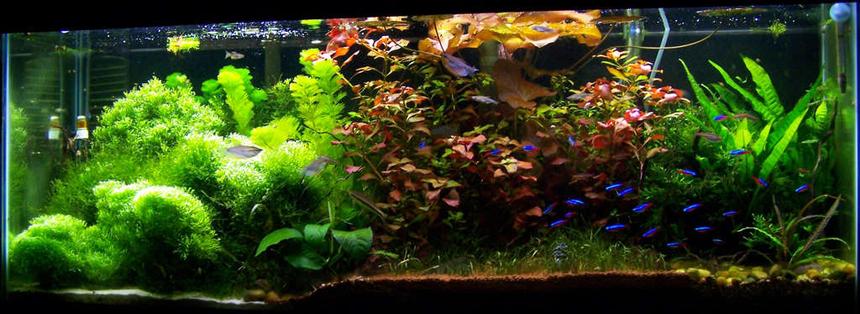 Rated #4: 50 Gallons Planted Tank - 4 Foot 50 Gallon Tropical community tank.