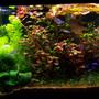 50 gallons planted tank (mostly live plants and fish) - 4 Foot 50 Gallon Tropical community tank.