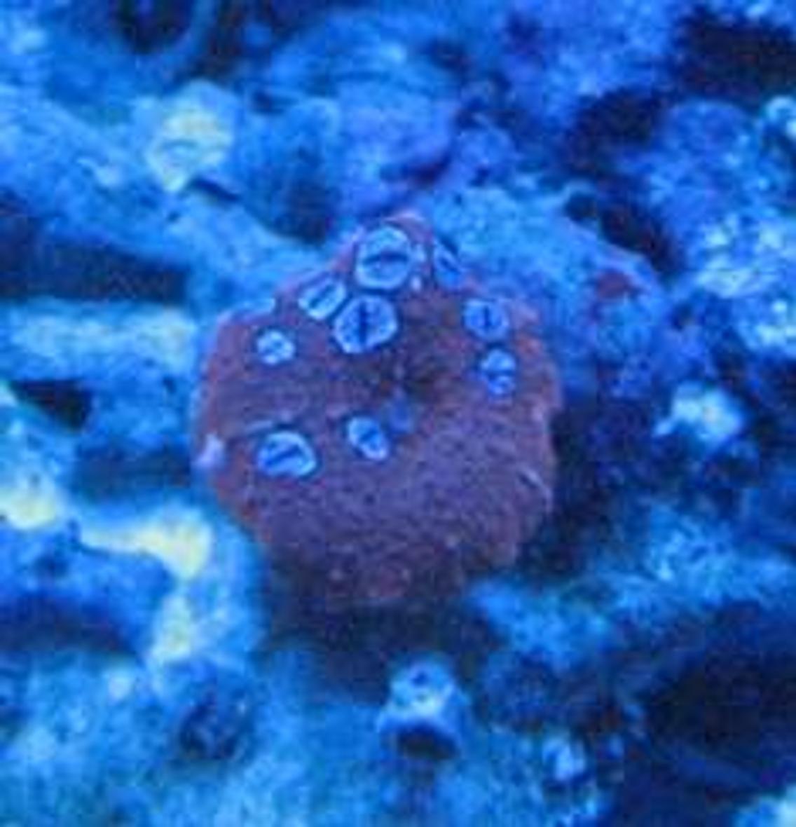 corals inverts - rhodactis inchoata - bullseye mushroom, purple stocking in 100 gallons tank - Snake Eyes Mushroom :P