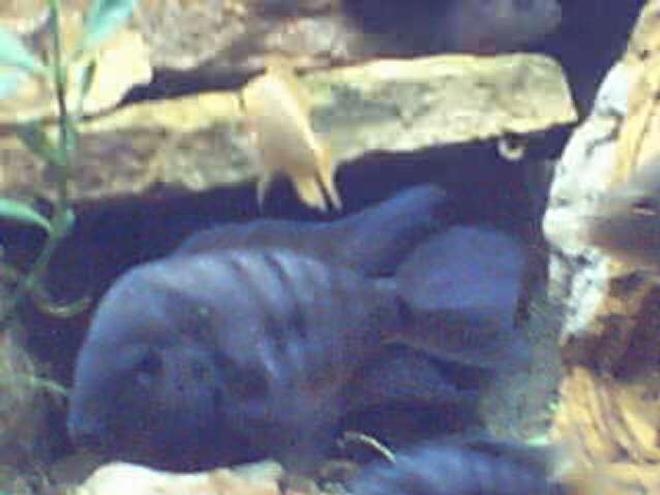 freshwater fish - archocentrus nigrofasciatus - black convict cichlid stocking in 125 gallons tank - my big convict