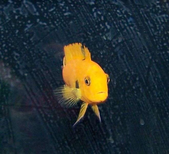 freshwater fish - pseudotropheus saulosi - saulos's mbuna stocking in 50 gallons tank - Chiclid