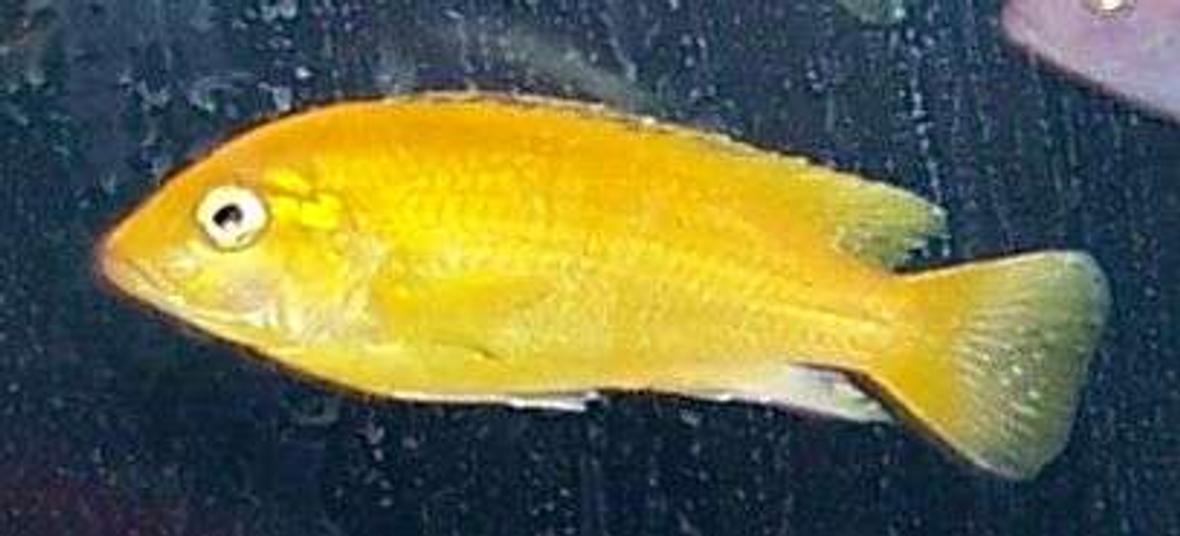freshwater fish - labidochromis caeruleus - electric yellow cichlid stocking in 50 gallons tank - Yellow Chiclid