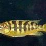 freshwater fish - pseudotropheus crabro - bumblebee cichlid stocking in 50 gallons tank - Striped Chiclid