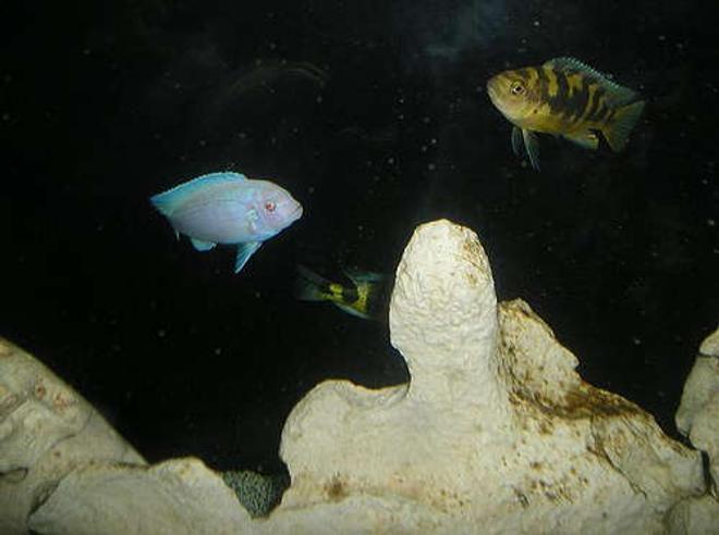 freshwater fish - pseudotropheus socolofi - albino socolofi stocking in 210 gallons tank - Albino Zebra ("Whitey") and Bumblebee ("Sting") Cichlid

Interesting how iridescent the Albino is, because he's rather pink in normal light as opposed to the blue you see here with the flash.
