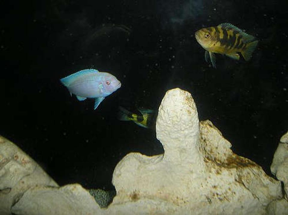freshwater fish - pseudotropheus socolofi - albino socolofi stocking in 210 gallons tank - Albino Zebra ("Whitey") and Bumblebee ("Sting") Cichlid

Interesting how iridescent the Albino is, because he's rather pink in normal light as opposed to the blue you see here with the flash.