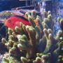 saltwater fish - neocirrhitus armatus - flame hawkfish stocking in 100 gallons tank - Neocirrhites Armatus