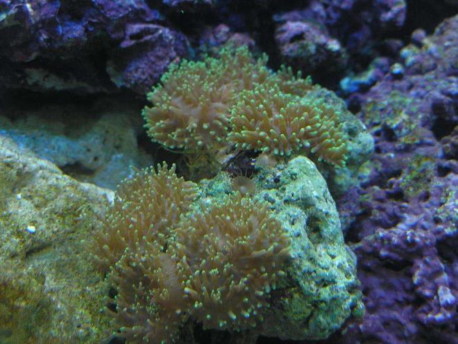 corals inverts - rhodactis sp. - lavender mushroom stocking in 60 gallons tank - i dont remember what kind of mushroom this is