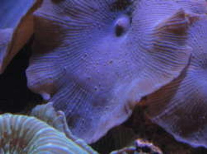 corals inverts - actinodiscus sp. - blue striped mushroom stocking in 120 gallons tank - blue mushrooms