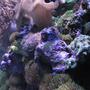 corals inverts stocking in 120 gallons tank - side view